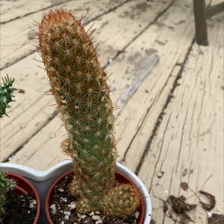 Lady Finger Cactus plant in Foster, Rhode Island