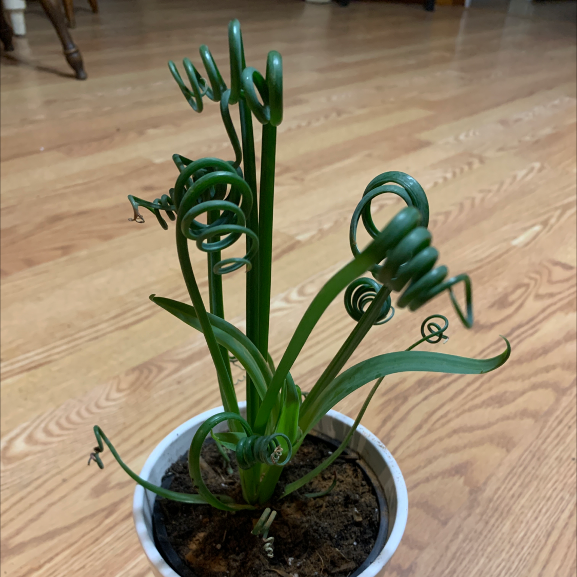Potted Frizzle Sizzle plant with curly green leaves on a wooden floor.