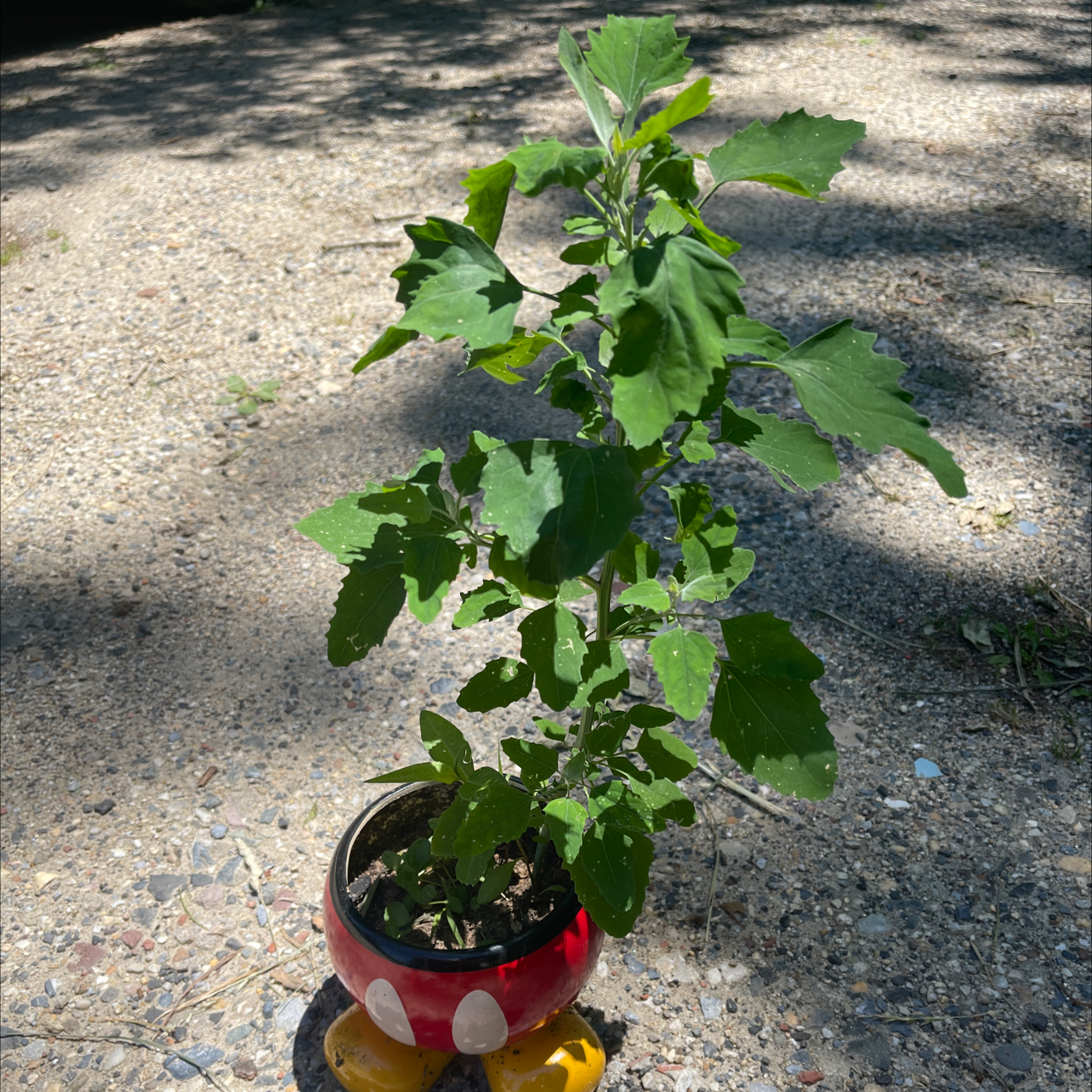 Potted Lateflowering Goosefoot plant on a concrete surface, healthy green leaves.