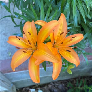 Orange Lily plant in Monroe, New Jersey
