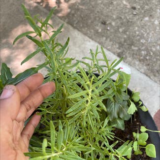 Rosemary plant in Monroe, New Jersey