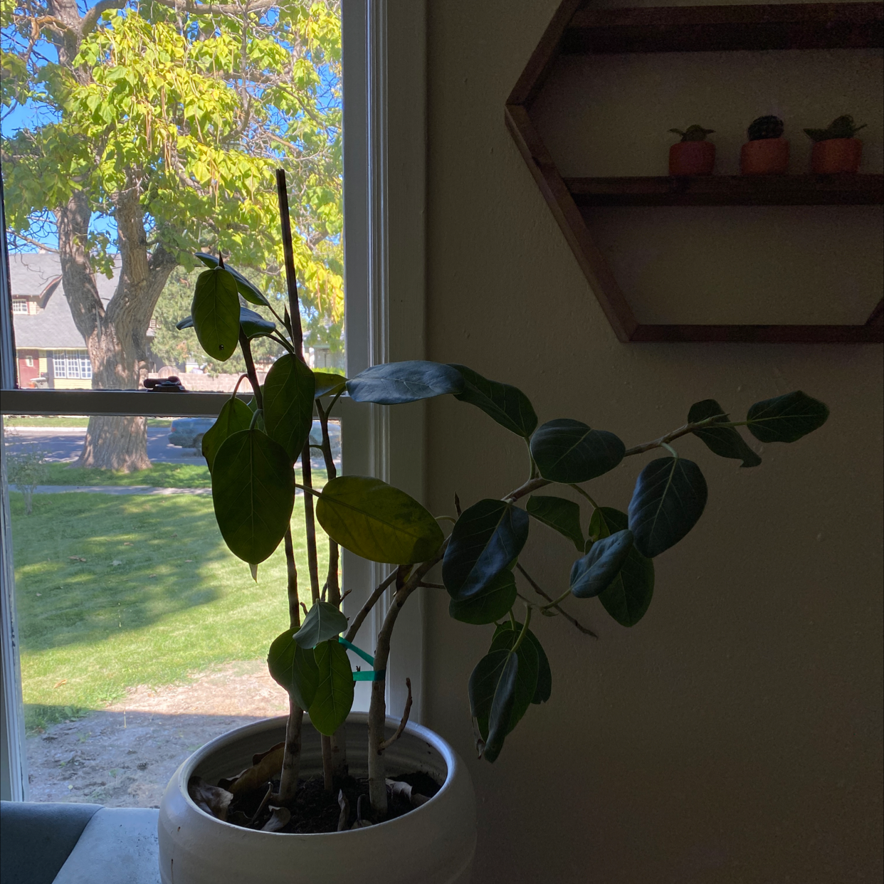Fabian Aralia plant near a window with some yellowing leaves.