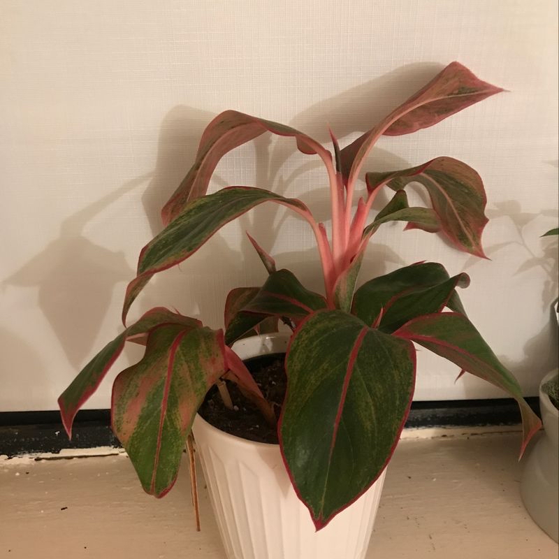 Healthy potted Ti Plant with vibrant pink and green leaves, slight browning on some leaf tips. Well-framed photo.