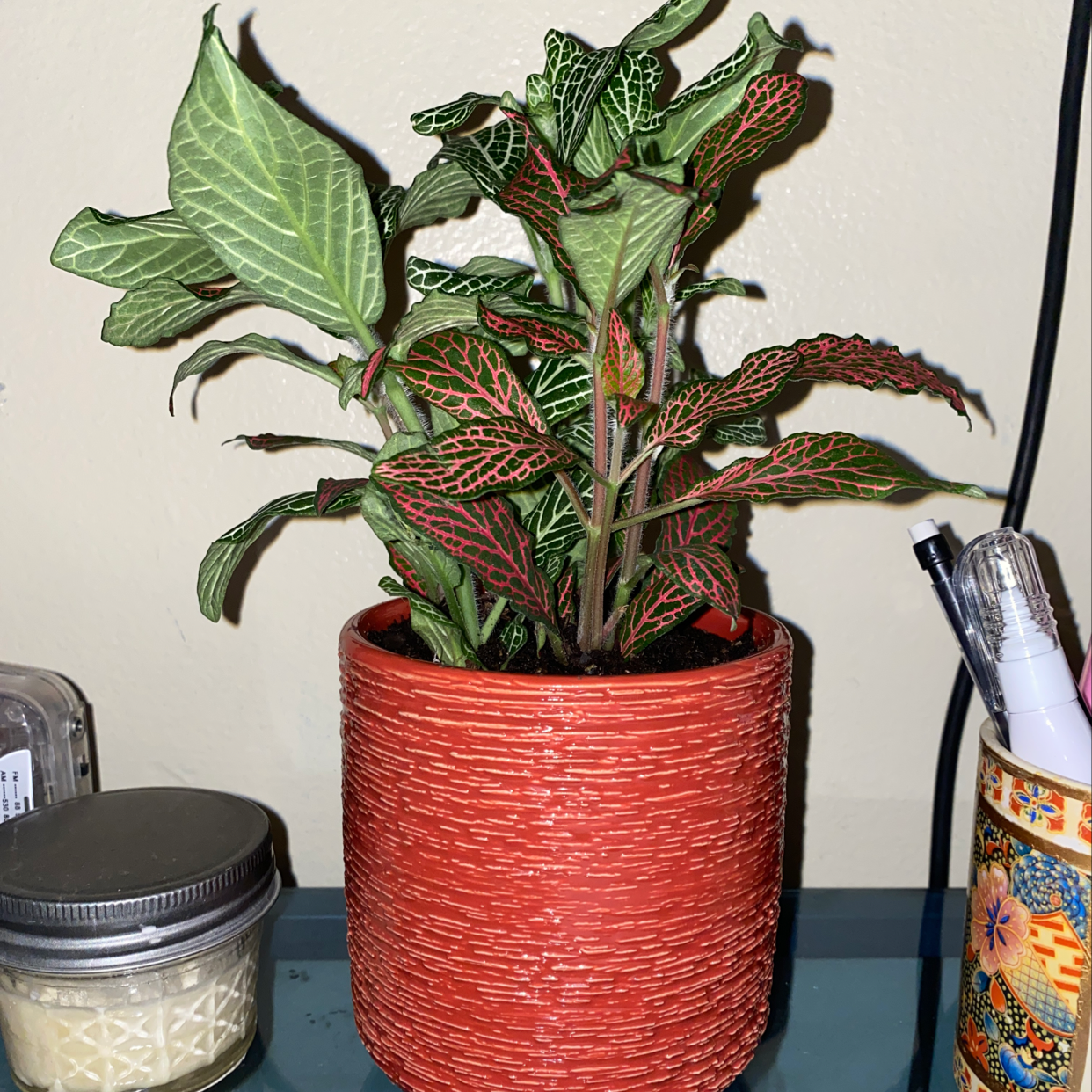 A healthy Herbst's Bloodleaf plant with vibrant red and green patterned leaves in a red ceramic pot.
