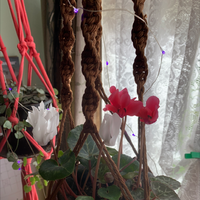 Persian Cyclamen plant with white and red flowers in bloom. Some yellowing on lower leaves. Potted indoors.