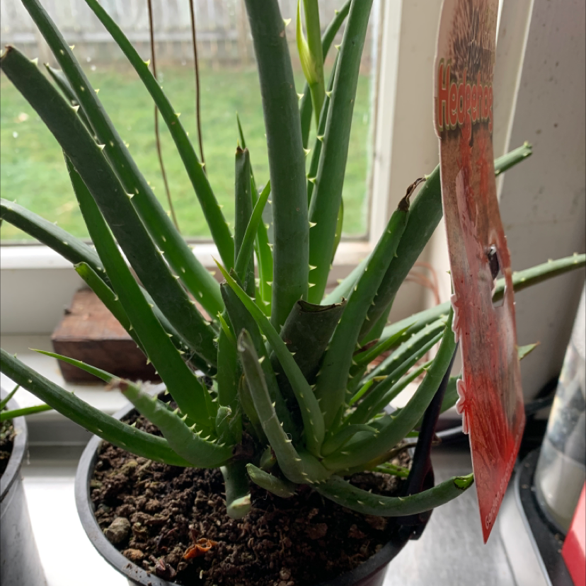 A healthy, vibrant Aloe vera plant with long tapered leaves, potted in a small container with dark soil, and receiving adequate light.
