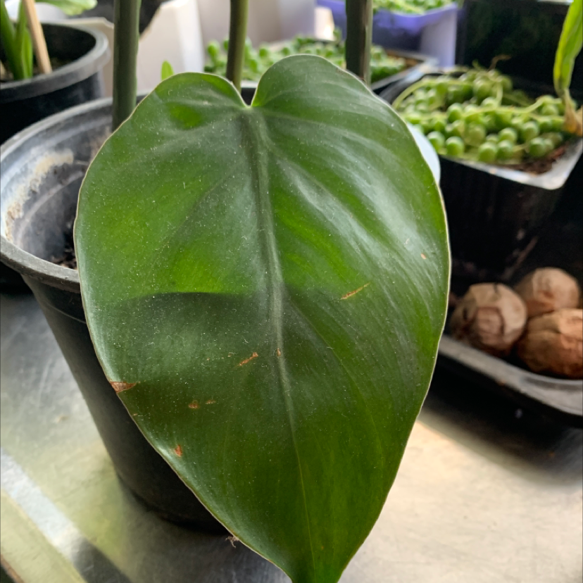 Close-up of a large, healthy, heart-shaped philodendron leaf with vibrant green coloring and white veins.