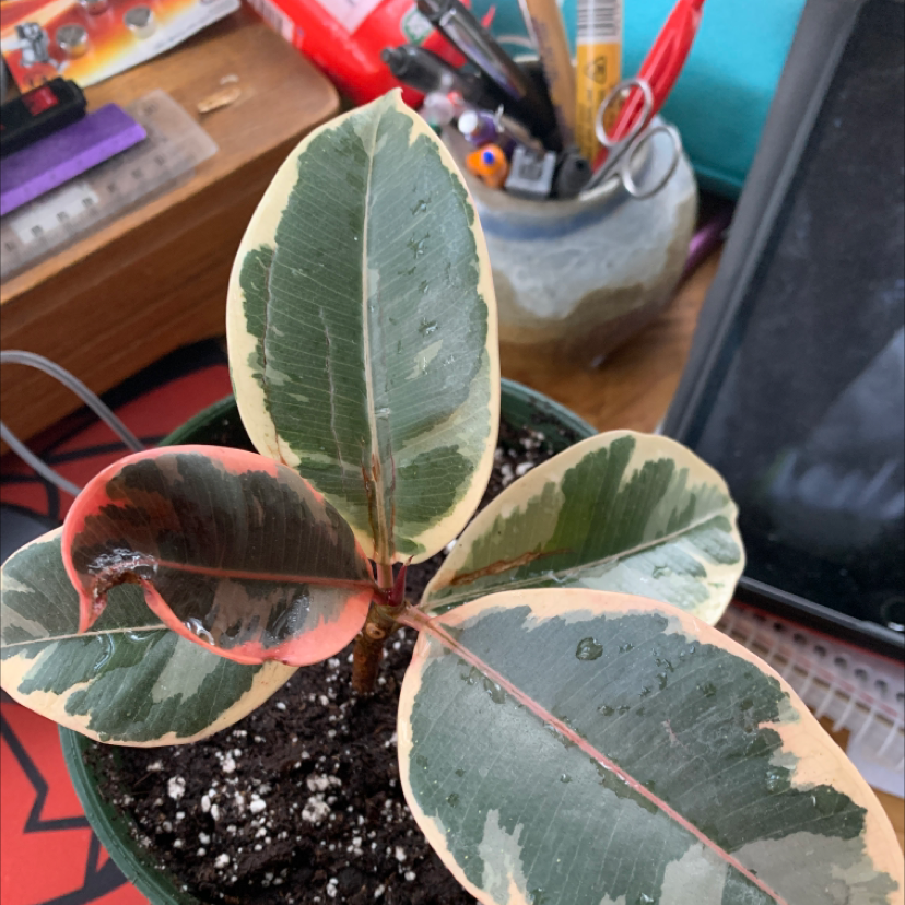 A healthy rubber plant with glossy variegated leaves in a small pot on a desk with office supplies.
