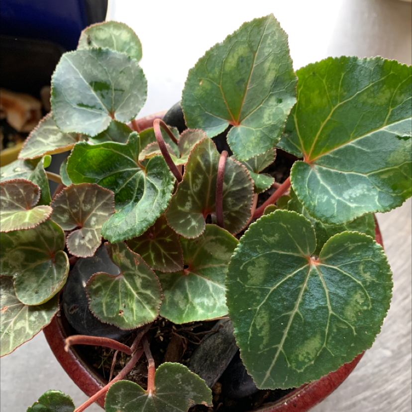 A healthy Persian Cyclamen plant with large heart-shaped green leaves with serrated edges and prominent veining.