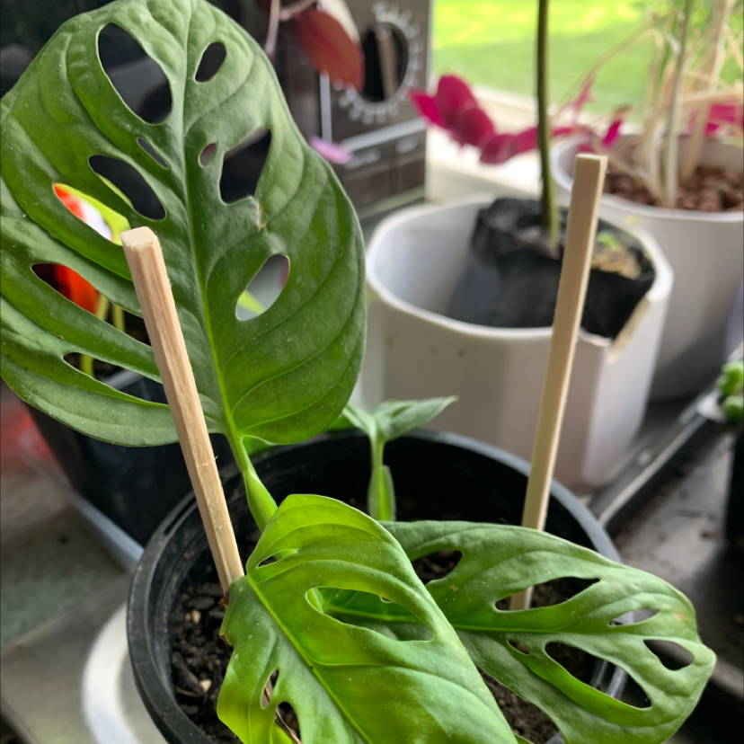 Swiss Cheese Vine (Monstera adansonii) with perforated leaves in a pot with visible soil.