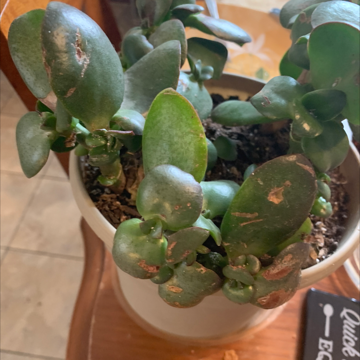 Potted Silver Dollar Plant with some browning leaves and visible soil.