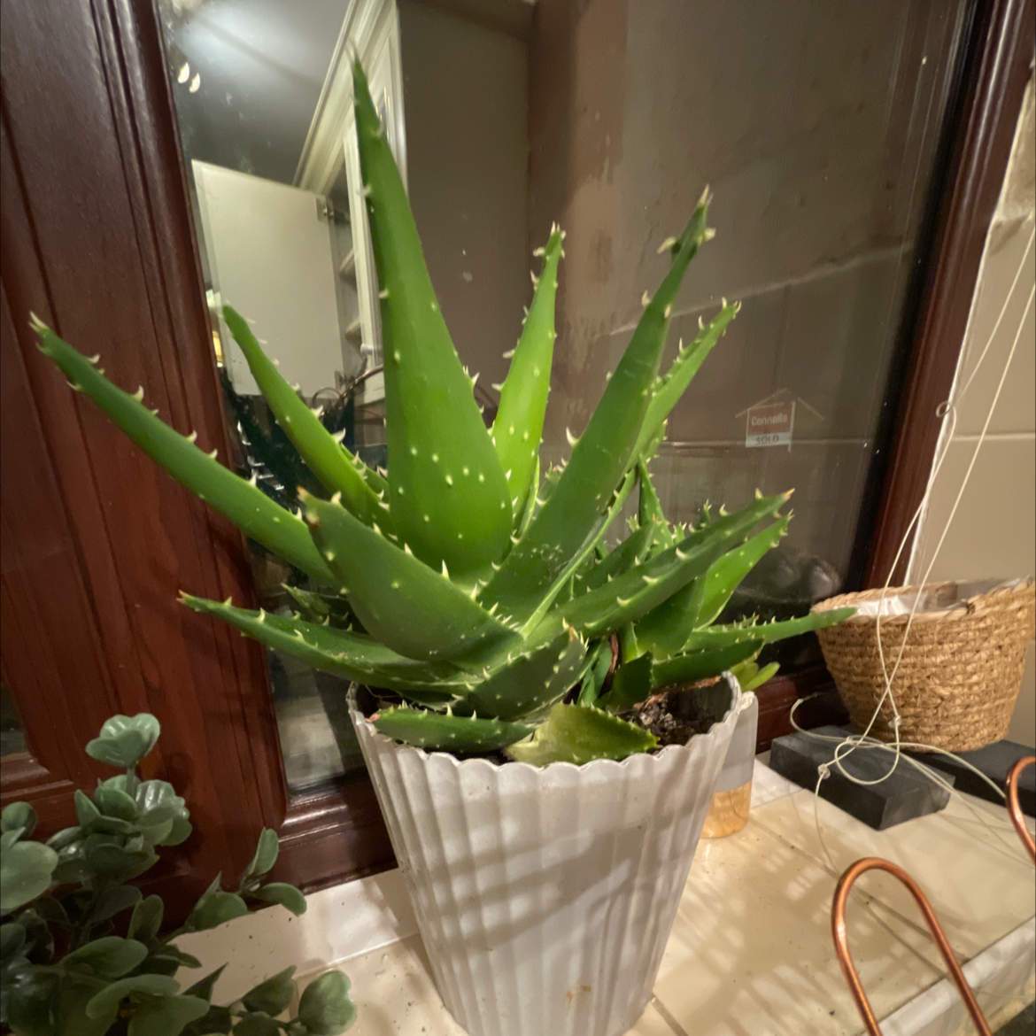 Aloe vera plant photo by Jack named Aleo senior on Greg, the plant care app.