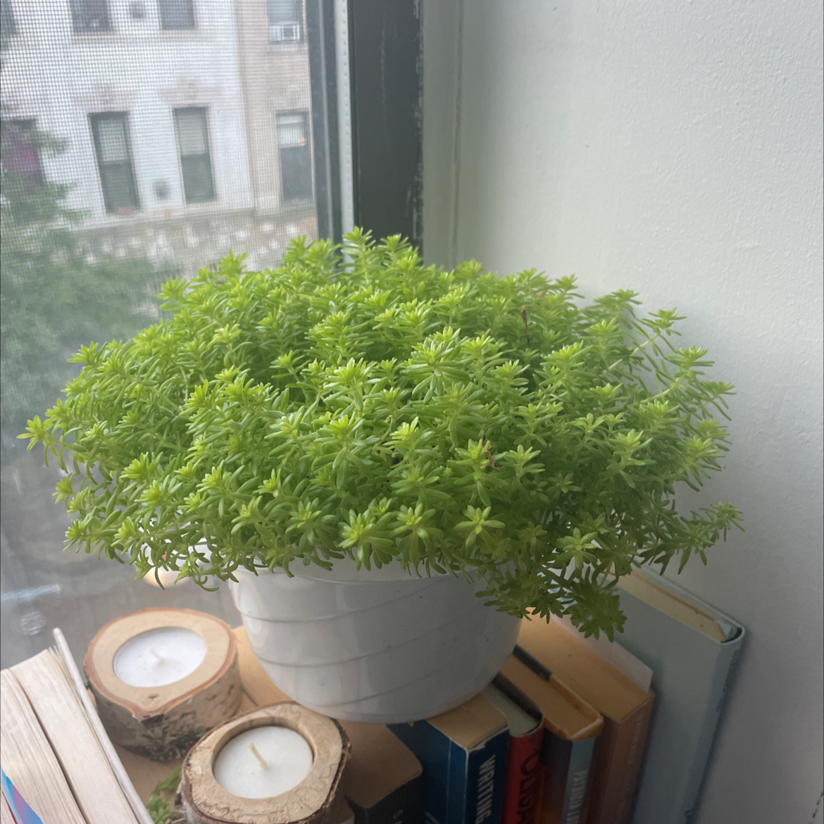 Healthy Annual Stonecrop plant in a white pot on a windowsill.