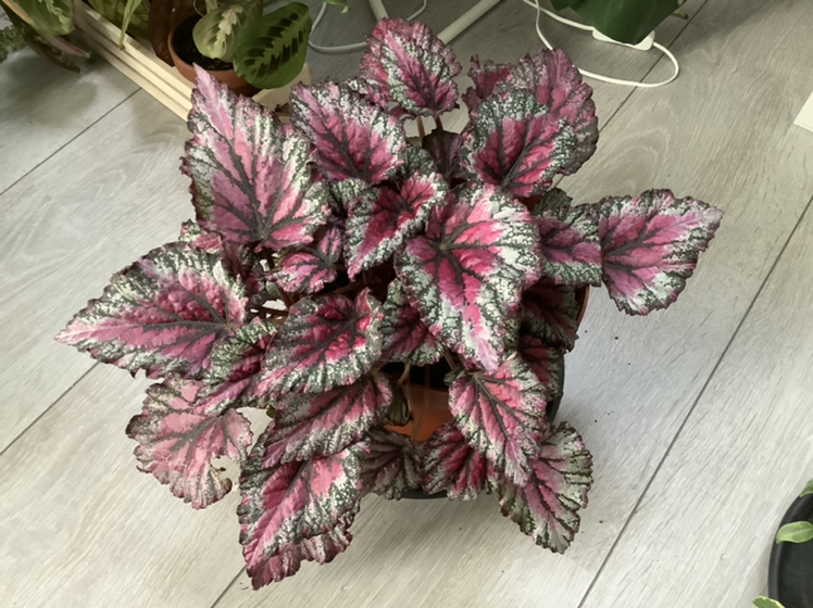 Photo of the plant species Painted-leaf Begonia by @baoz named Rex on Greg, the plant care app