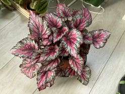 Painted-leaf Begonia plant