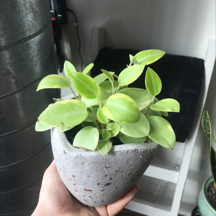 Teardrop Peperomia plant in a small pot, held by a hand, with vibrant green leaves.