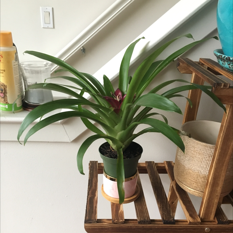 Healthy Tillandsia caput-medusae airplant with long curly leaves in a small green pot on a wooden stand.