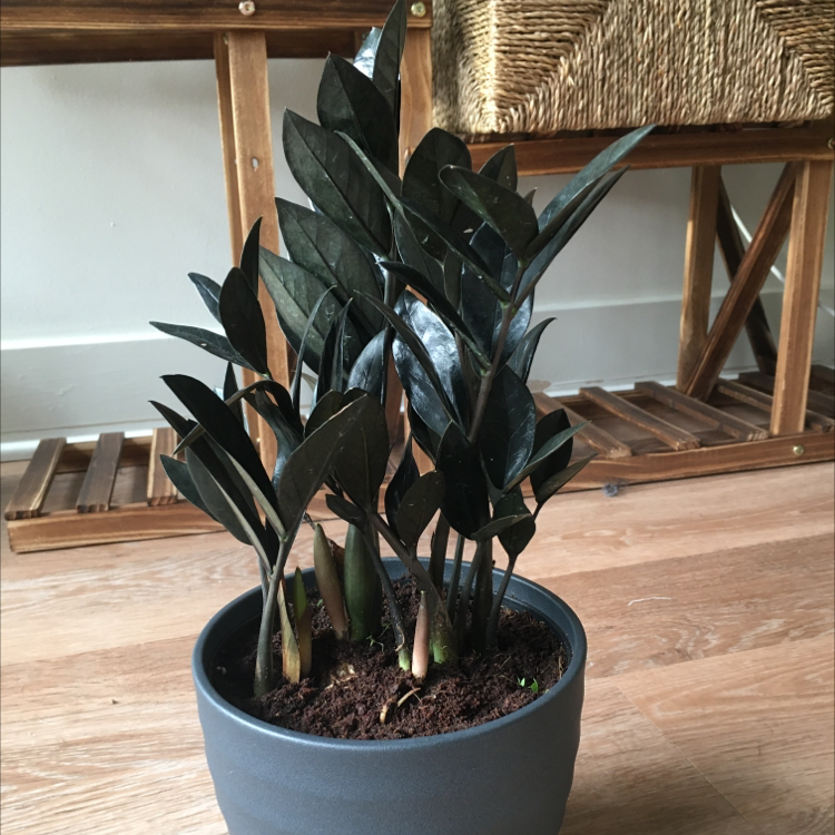 Raven ZZ Plant in a pot on a wooden floor with dark, glossy leaves.