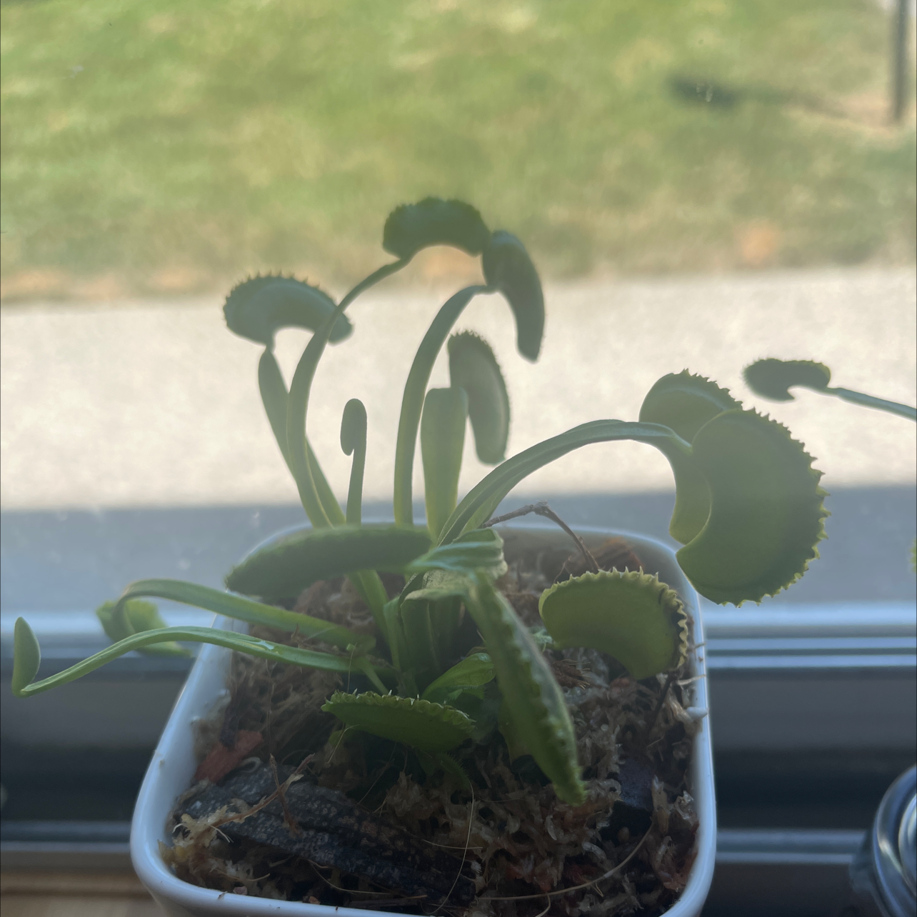 Red Piranha plant photo by Brittany named Veronica on Greg, the plant care app.