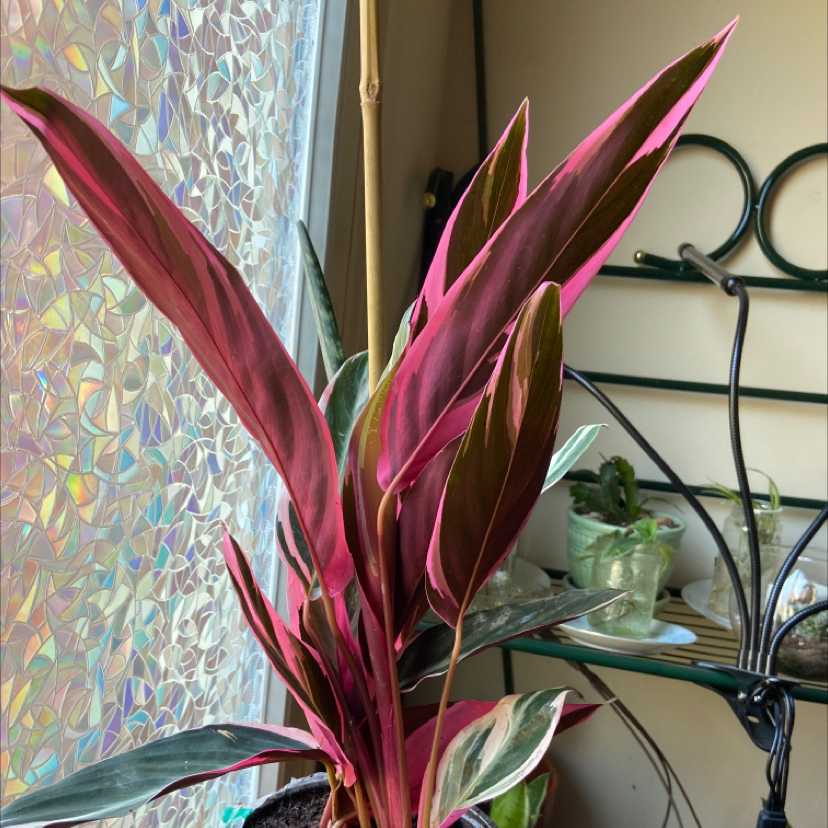 Triostar Stromanthe plant photo by @MizzzJess named Trio Star Stromanthe on Greg, the plant care app.