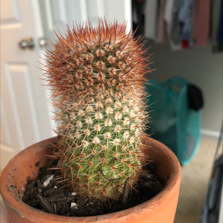Spiny Pincushion Cactus in a terracotta pot with visible soil, well-centered and in focus.