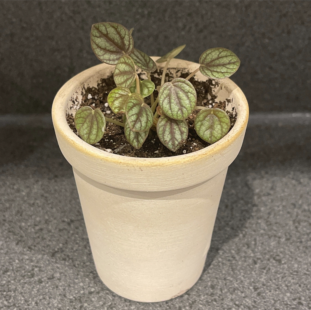 Potted Piccolo banda plant with green leaves and dark veins, healthy and well-framed.