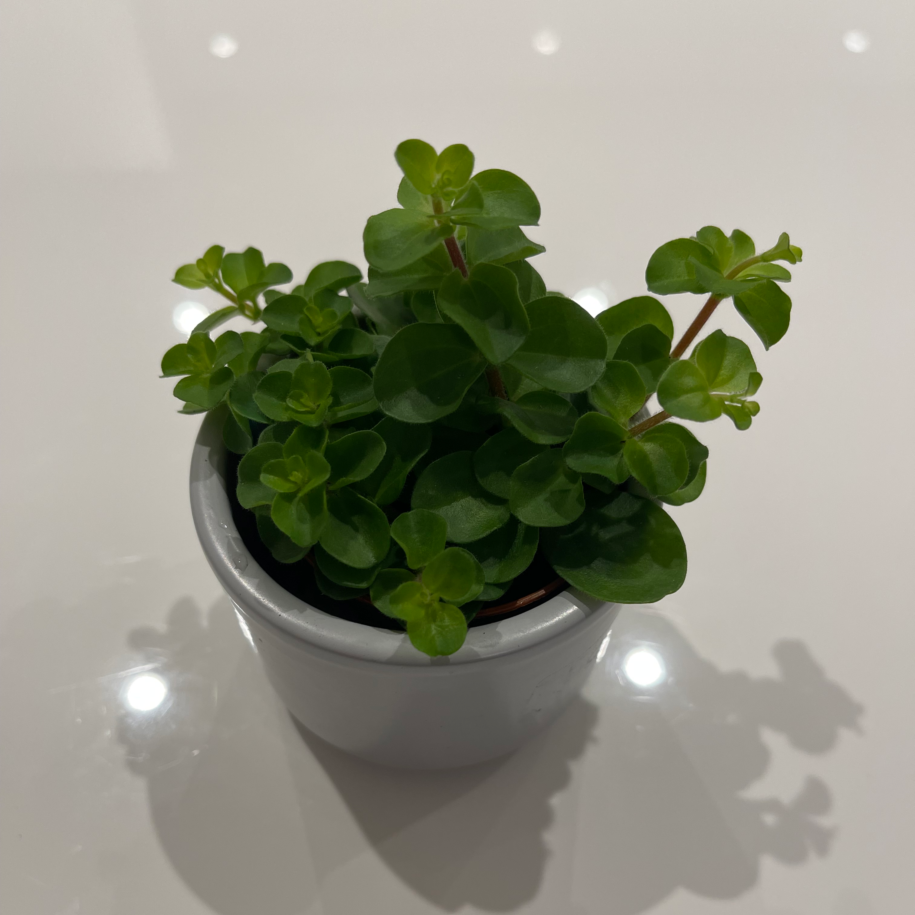 Trailing Jade plant in a white pot with vibrant green leaves.