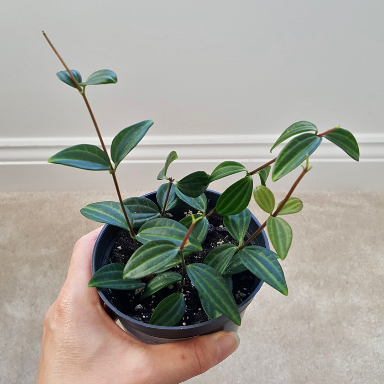 Healthy Beetle Peperomia plant in a small pot, held by a hand.