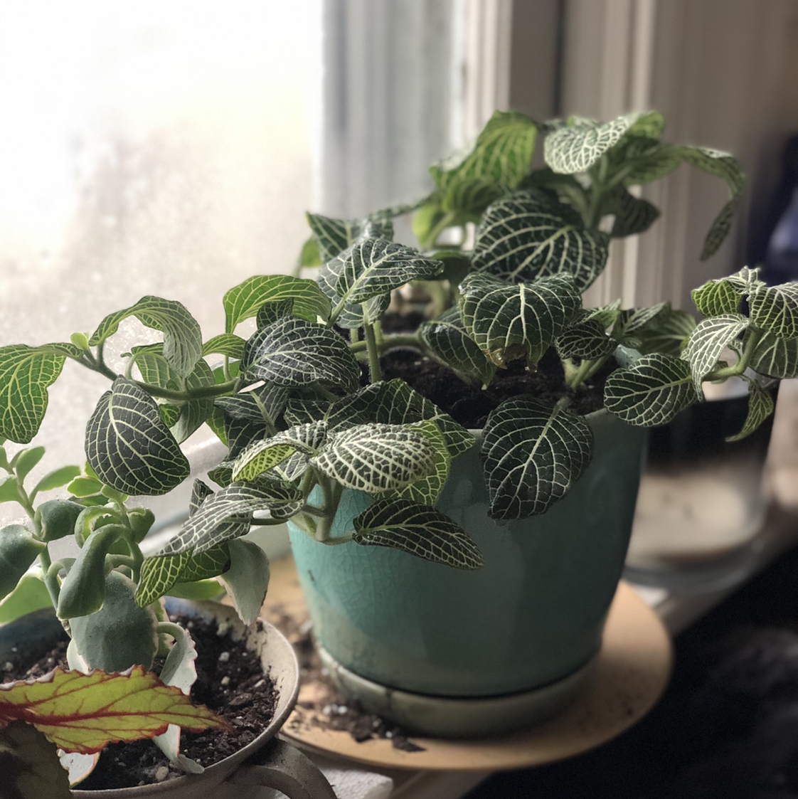 Nerve Plant plant photo by @maryarmi named Ben on Greg, the plant care app.