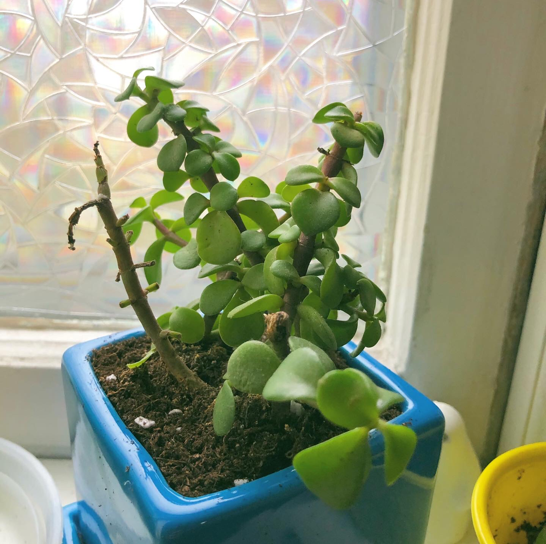 Porkbush plant photo by @maryarmi named Robert on Greg, the plant care app.
