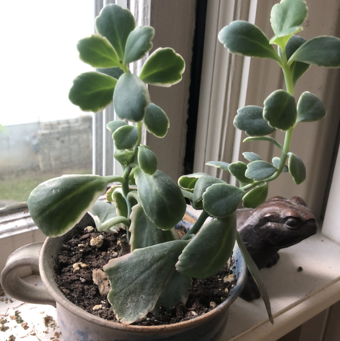 Potted Lavender Scallops plant with thick, fleshy leaves on a windowsill.