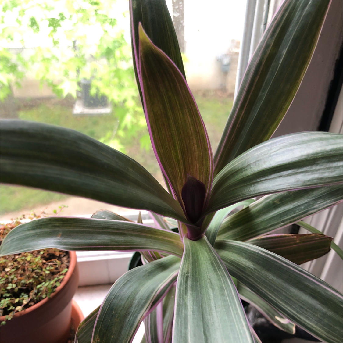 Healthy Moses-in-the-Cradle plant with glossy green and purple striped leaves, hand gently holding a leaf to showcase colors.