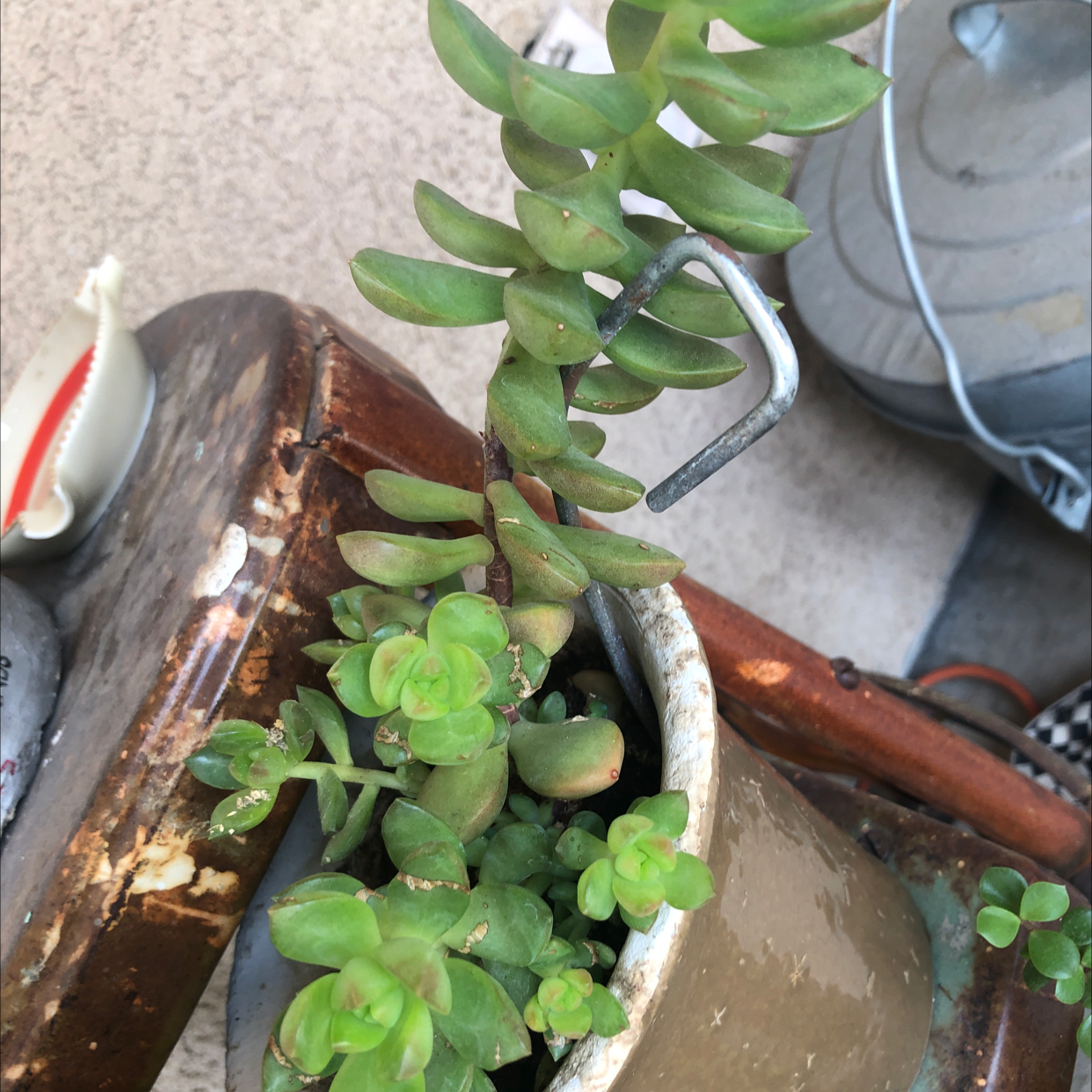 Palmer's Sedum plant in a pot, healthy green leaves, no visible soil.