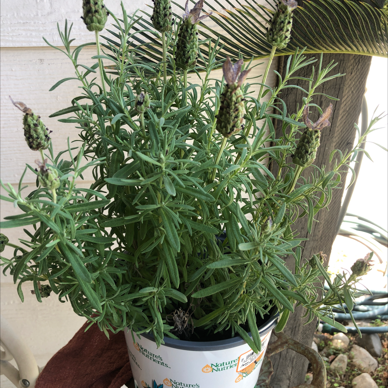 Photo of the plant species Lavender by Emily named Lavender on Greg, the plant care app