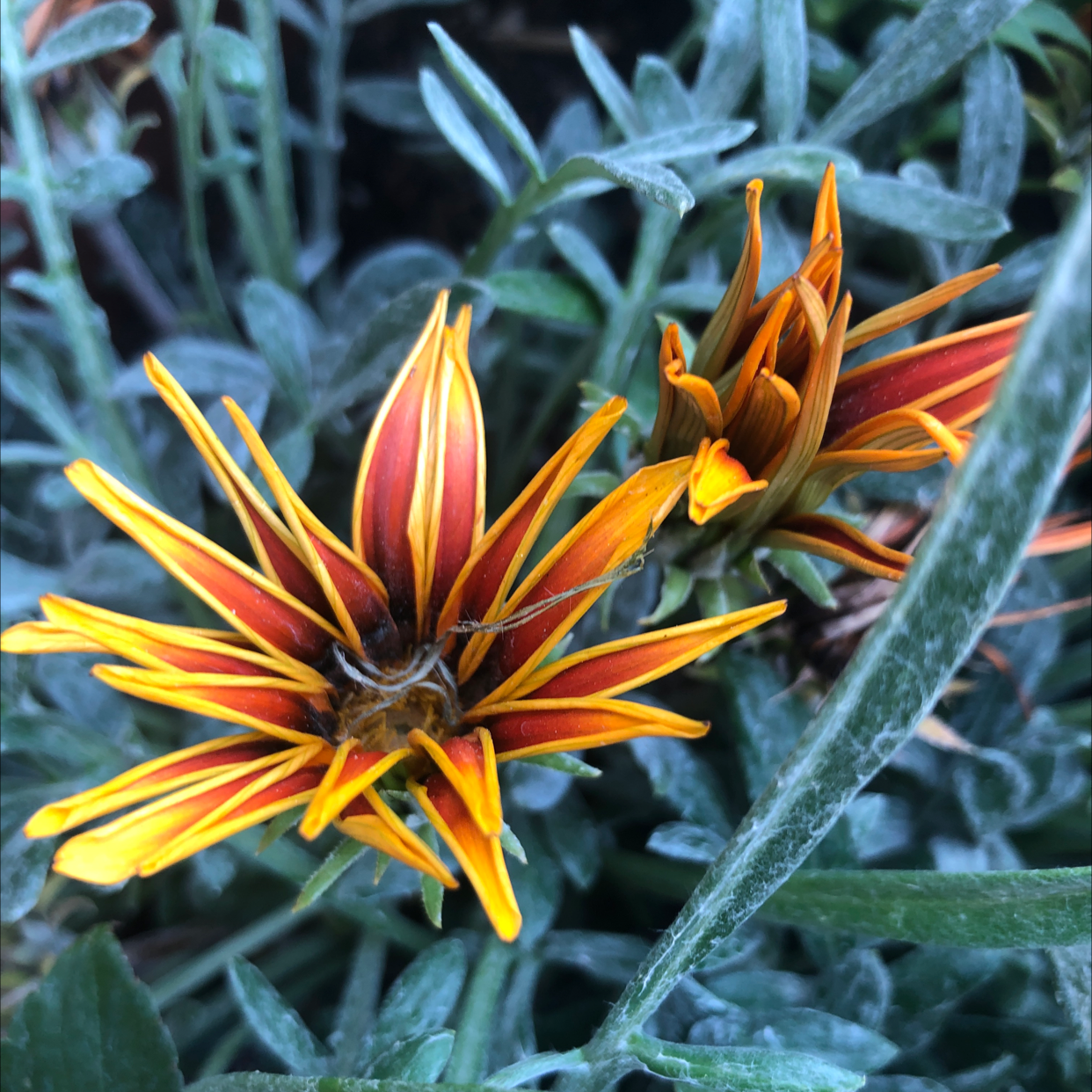 Close-up of a Treasureflower with vibrant red and yellow petals in bloom.