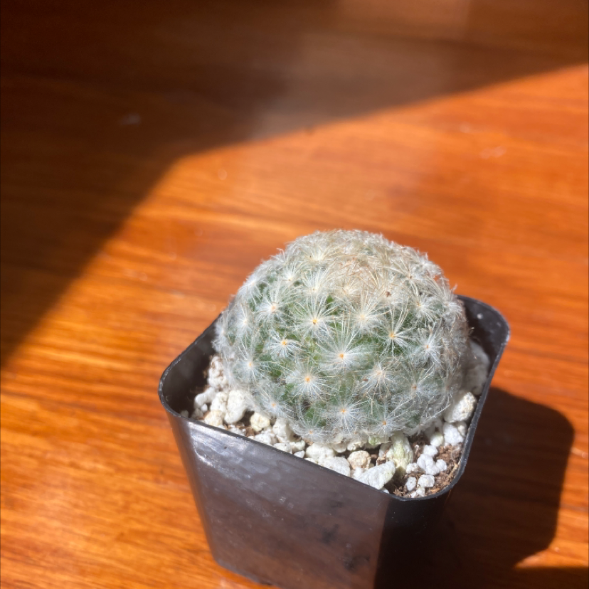 A healthy Feather Cactus in a black plastic pot with visible soil.