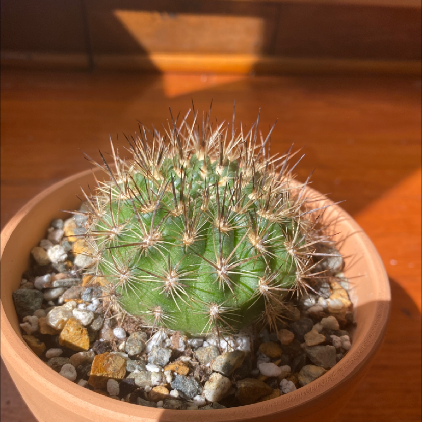 Photo of the plant species Neoporteria nidus senilis by Dalton named Your plant on Greg, the plant care app