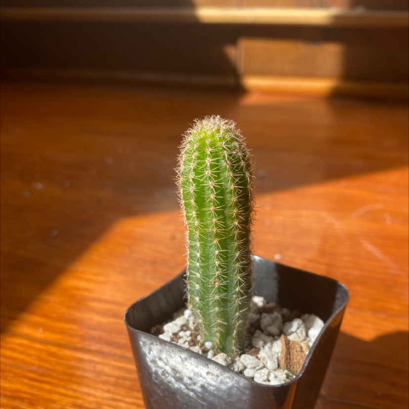 A healthy Peanut Cactus in a small pot with visible soil, well-framed and in focus.