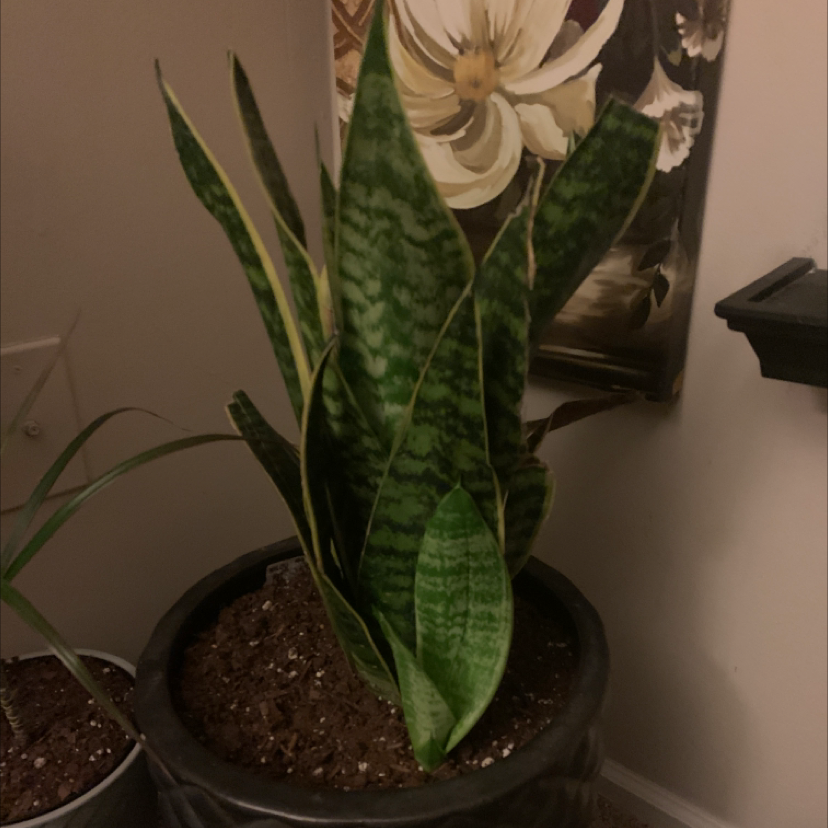Snake Plant plant photo by @QuayNicole named Bane on Greg, the plant care app.