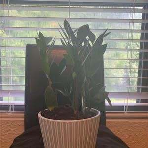 ZZ Plant plant photo by Quaynicole named Ultron on Greg, the plant care app.