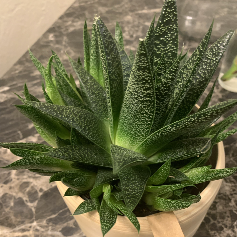 Ox Tongue plant photo by @QuayNicole named Catwoman on Greg, the plant care app.
