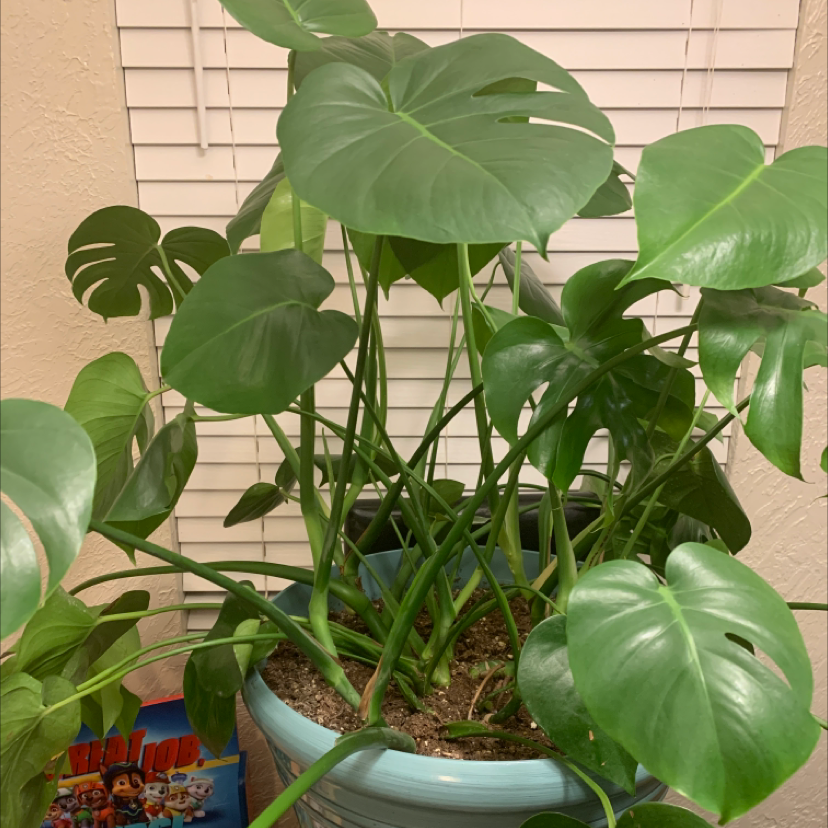 Monstera plant photo by @QuayNicole named Thanos on Greg, the plant care app.