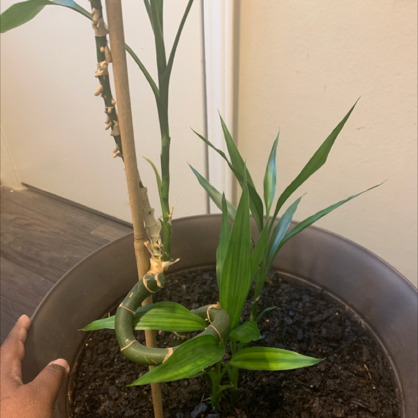 Common Bamboo plant photo by @QuayNicole named Bambi on Greg, the plant care app.