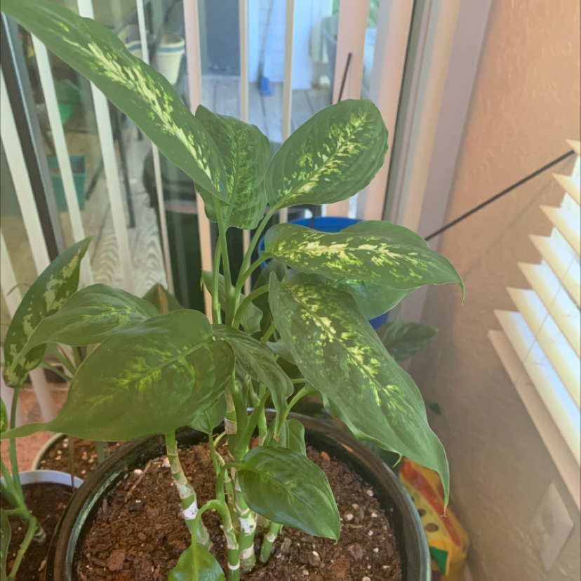 Dieffenbachia plant photo by @QuayNicole named Bizzaro on Greg, the plant care app.