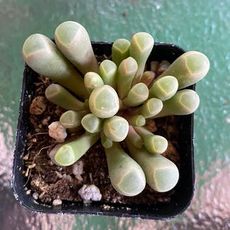 Baby Toes plant in Somewhere on Earth