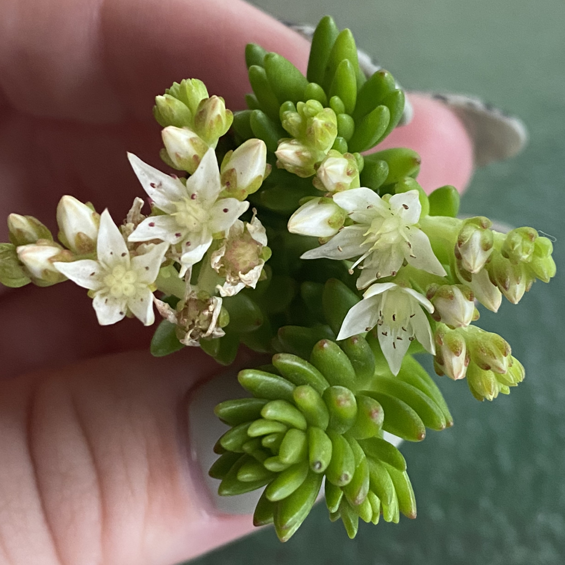 Close-up of a White Stonecrop plant with green leaves and white flowers, held by a hand.