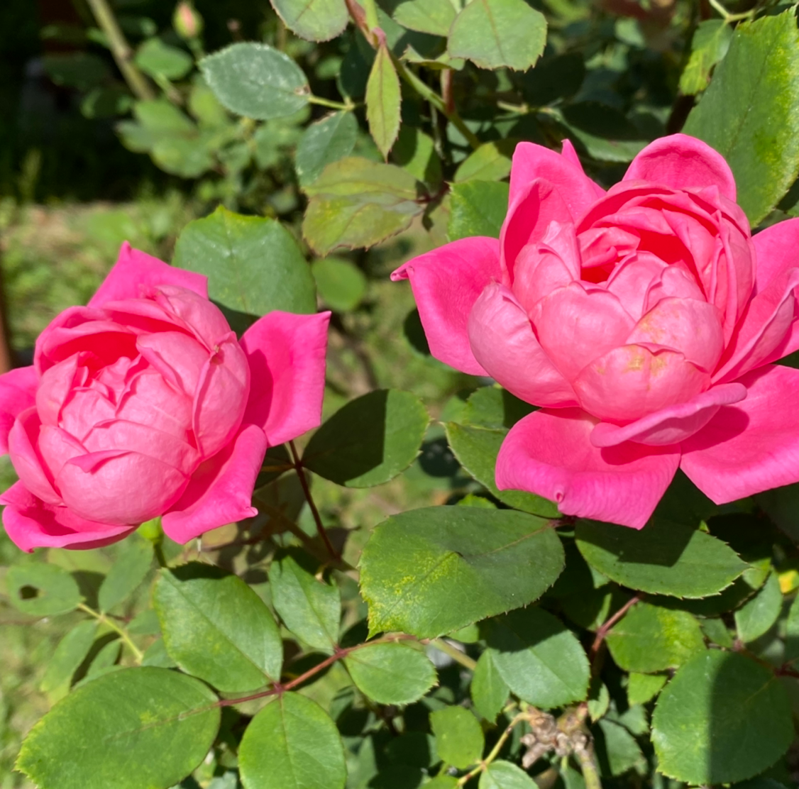 Photo of the plant species Beach Rose by @missapril0011 named Mom’s Rose Bush on Greg, the plant care app