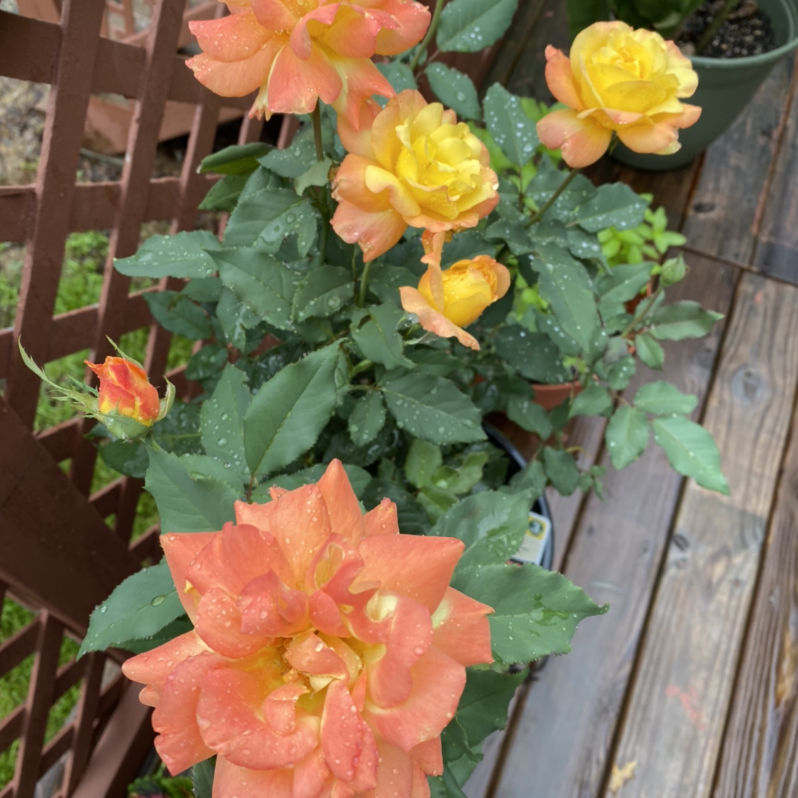 Photo of the plant species Rio Samba Rose by @missapril0011 named Your plant on Greg, the plant care app