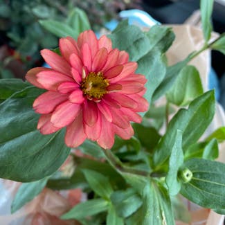 Common Zinnia plant in Somewhere on Earth