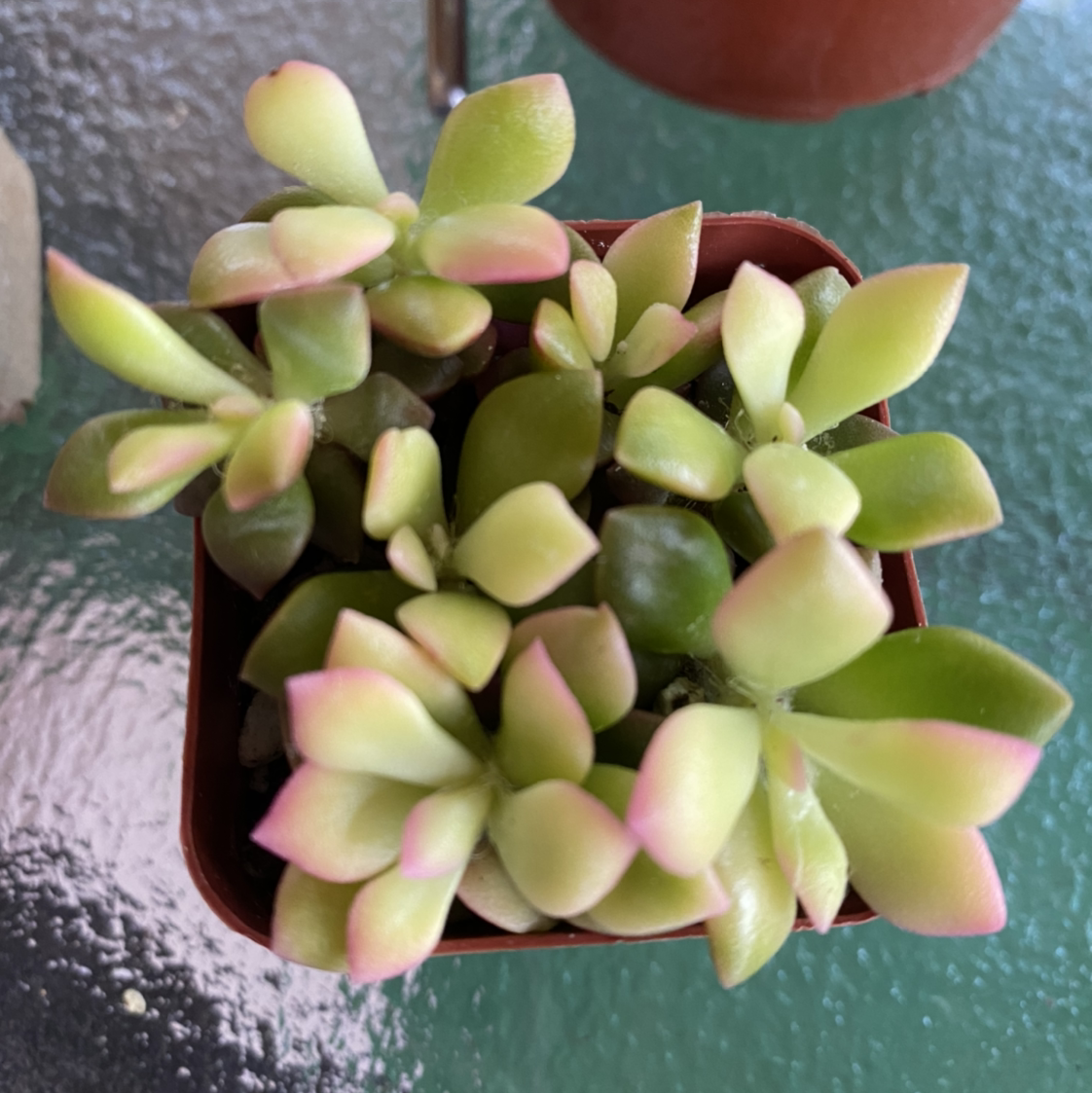 Anacampseros 'Sunrise' succulent plant in a pot with green leaves and pink tips.